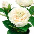 Floristik24 Pioni ruukussa, romanttinen koriste ruusu, kermainen valkoinen silkkikukka