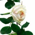 Floristik24 Romanttinen Rose Garland Silkkikukka Keinotekoinen ruusuköynnös 160cm