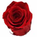 Floristik24 Infinity ruusut iso Ø5.5-6cm punainen 6kpl