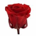 Floristik24 Säilötyt ruusut keskikokoiset Ø4-4,5cm punaiset 8kpl