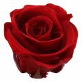 Floristik24 Säilötyt ruusut keskikokoiset Ø4-4,5cm punaiset 8kpl