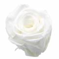 Floristik24 Säilötyt ruusut keskikokoiset Ø4-4,5cm valkoiset 8kpl