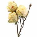 Floristik24 Keinotekoinen ruusuhaaran kerma valkoinen 45cm