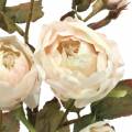 Floristik24 Ruusun oksa keinotekoinen kerma valkoinen 76cm