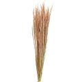 Floristik24 Red Bent Grass Agrostis Dry Grass Punainen Ruskea 65cm 80g