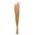 Floristik24 Red Bent Grass Agrostis Dry Grass Punainen Ruskea 65cm 80g