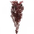 Floristik24 Kuivattu Ruscus, kuiva kukkakauppa, piikkimyrttipunainen L58cm 30g