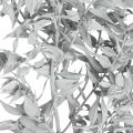 Floristik24 Ruscus-oksat, Teurastajan luuta, Kuiva kasvi Valkoinen pesty L58cm 80g