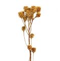 Floristik24 Salignum-oksan vaaleat leucadendron-kukat oksassa 25 kpl
