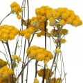 Floristik24 Kimppu currypensasta, keltainen kuivattu kukka, kultainen aurinko, italialainen helichrysum L58cm 45g