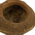Paradise Nut Plant Pot Natural Sapucaia Ø14cm K10cm 3 kpl | Floristik24.fi