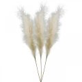 Floristik24 Feather Grass Cream Chinese Reed Keinotekoinen kuivaruoho 100cm 3kpl