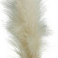 Floristik24 Feather Grass Cream Chinese Reed Keinotekoinen kuivaruoho 100cm 3kpl
