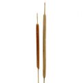Floristik24 Reed bulb mix luonnon koristeruoko 70cm 100 kpl