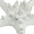 Floristik24 Meritähti koristeena iso kuivattu valkoinen nastoitettu meritähti 15-18cm 10kpl