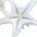 Floristik24 Meritähti koristeena iso kuivattu valkoinen nastoitettu meritähti 15-18cm 10kpl