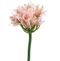 Floristik24 Silkkikukka agapanthus pinkki 80cm