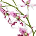 Floristik24 Spider-orkideat Brassia Pink-White 108cm 3kpl