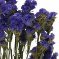 Floristik24 Kimppu merilaventelia, kuivattuja kukkia, merilaventelia, Statice Tatarica Blue L46-57cm 23g