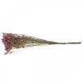 Floristik24 Statice, Meri laventeli, kuivattu kukka, luonnonkukkakimppu vaaleanpunainen L52cm 23g