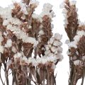 Floristik24 Beach Lilac White Limonium kuivatut kukat 60cm 35g