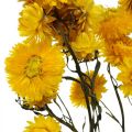 Floristik24 Kuivakukka Keltainen Olkikukka Helichrysum Dry Decoration Nippu 50cm 45g