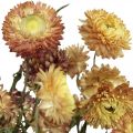 Floristik24 Olkikukka Keltainen, Punainen kuivattu Helichrysum kuivattu kukka 50cm 60g