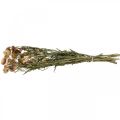 Floristik24 Olkikukka Keltainen, Punainen kuivattu Helichrysum kuivattu kukka 50cm 60g