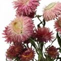 Floristik24 Strawflower Pink kuivattu Helichrysum kuivattu kukkakimppu 45cm 45g