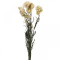 Floristik24 Kuiva koriste olkikukka kerma helichrysum kuivattu 50cm 30g