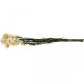 Floristik24 Kuiva koriste olkikukka kerma helichrysum kuivattu 50cm 30g
