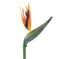 Floristik24 Strelitzia paratiisilinnun kukka keinotekoinen 98cm