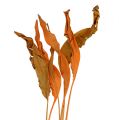 Floristik24 Strelitzia-lehdet oranssit 120cm 20p