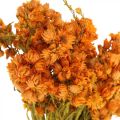 Floristik24 Olkikukat Kuivatut kukat Oranssi Pieni 15g