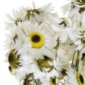 Floristik24 Acroclinium White, Dry Plants, Helichrysum, Dry Flowers L20-40cm 25g