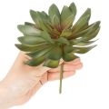 Keinotekoinen mehikasvi koristekasvina, vihreä, 18 cm, 3 kpl | Floristik24.fi
