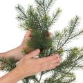 Keinotekoinen koristeellinen kuusenoksa luovaan kukkakauppaan, 175 cm | Floristik24.fi