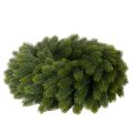 Keinotekoinen kuusenoksaseppele, vihreä, pyöreä, 50 cm | Floristik24.fi