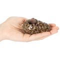 Tuikkukynttiläpidike, käpykuvio, kynttilänjalka, 8 cm, 3 kpl | Floristik24.fi