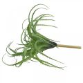 Floristik24 Aloe tekovihreä keinokasvi kiinnitettäväksi vihreä kasvi 38Øcm
