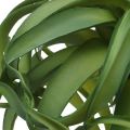 Floristik24 Tillandsia Keinotekoinen vihreä kasvi kiinnitettäväksi Large Green Ø40cm