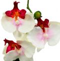 Floristik24 Pöydän koriste orkidea ruukussa Cream H29cm