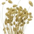 Floristik24 Kuivakukka Phalaris, koristeellinen ruohokimppu, kuiva floristiikka, boho luonto, valkaistu L55cm 100g