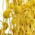 Floristik24 Kuivatut kukat Keltainen kuivaohdake Mansikkaohdake 100g