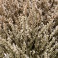 Kuivatut kukkakimppu rantalaventeli Statice nature 1kg | Floristik24.fi