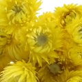 Floristik24 Kuivatut kukat Lippalakkikukat Keltaiset Olkikukat H42cm