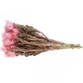 Floristik24 Kuivatut kukat Lippiskukat Vaaleanpunaiset olkikukat Kuivat kukat K30cm