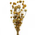 Floristik24 Kuivatut kukkakimppu artisokka mansikka ohdake luonnollinen 40-55cm 100g