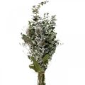 Floristik24 Kimppu kuivattuja kukkia eukalyptus ohdakekimppu 45-55cm 100g
