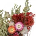 Floristik24 Kimppu kuivattuja kukkia Kimppu niittykukkia Punainen H50cm 150g